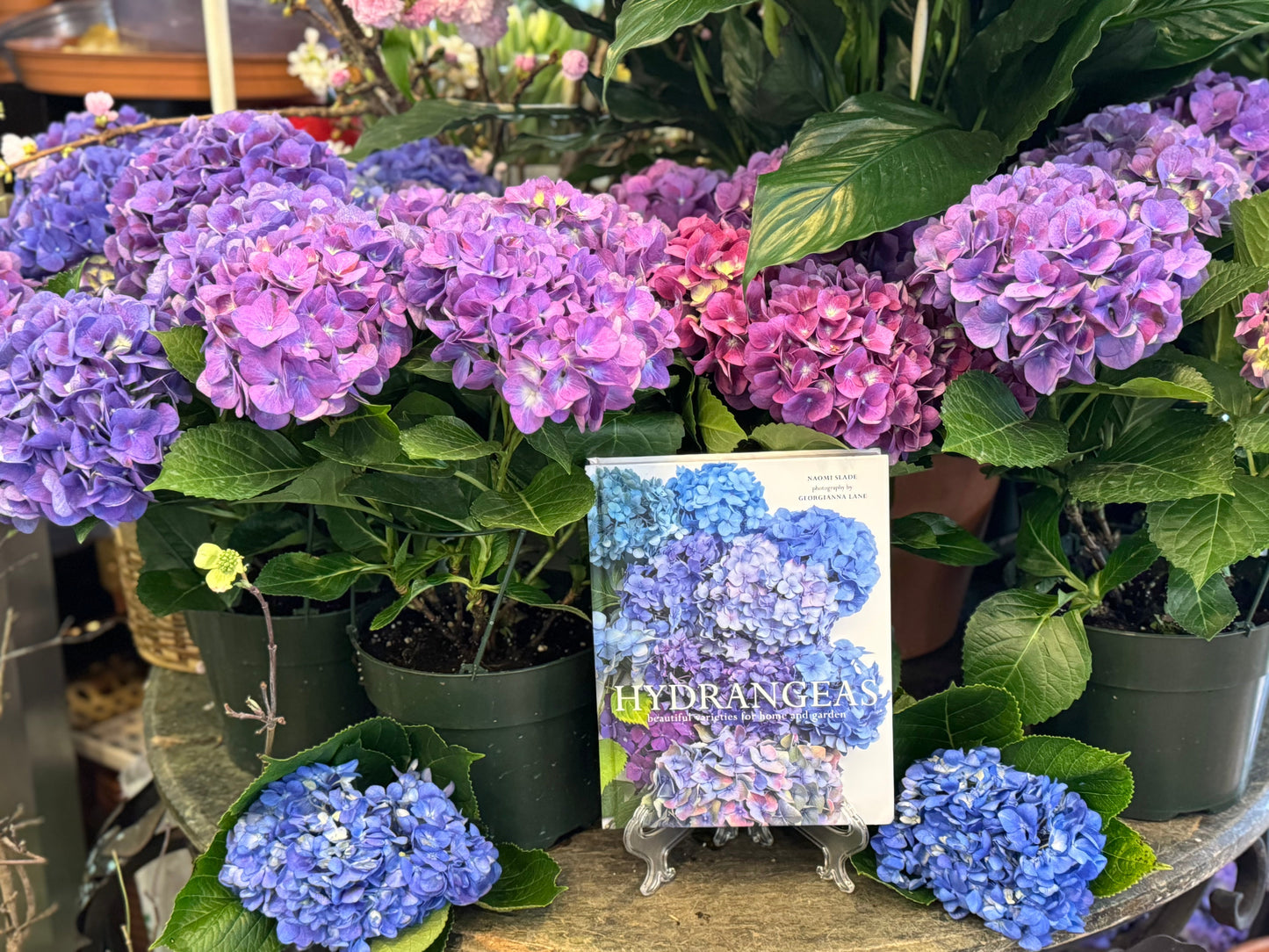 How to Prune a Hydrangea Plant