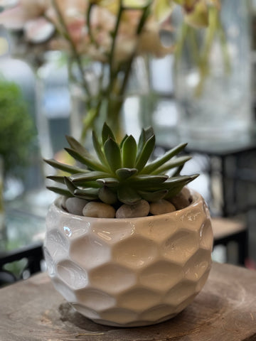 Succulent Bowl in white: pointed green succulent on river stones in a glossy white honeycomb ceramic pot, wider view