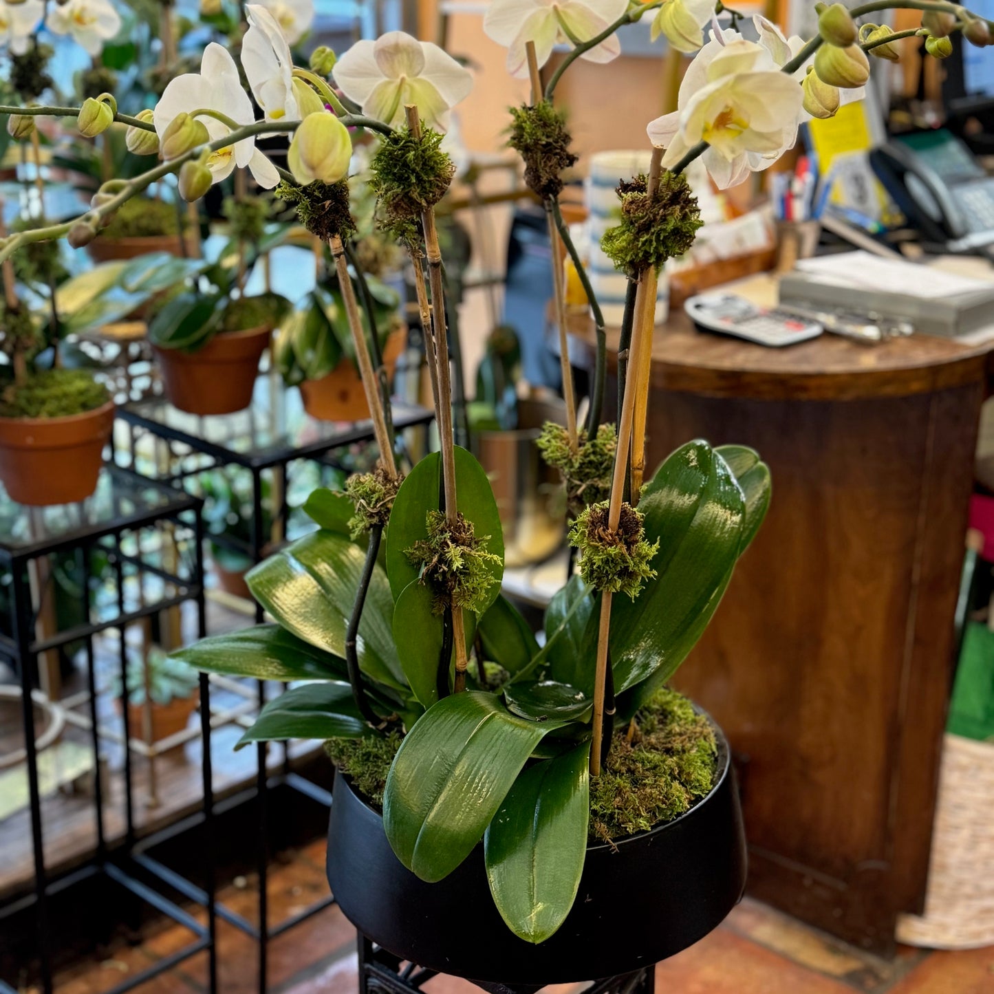 Orchids in Decorative Planter: white phalaenopsis orchids with moss in a black bowl planter on an iron stand