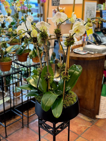Orchids in Decorative Planter: white phalaenopsis orchids with moss in a black bowl planter on an iron stand