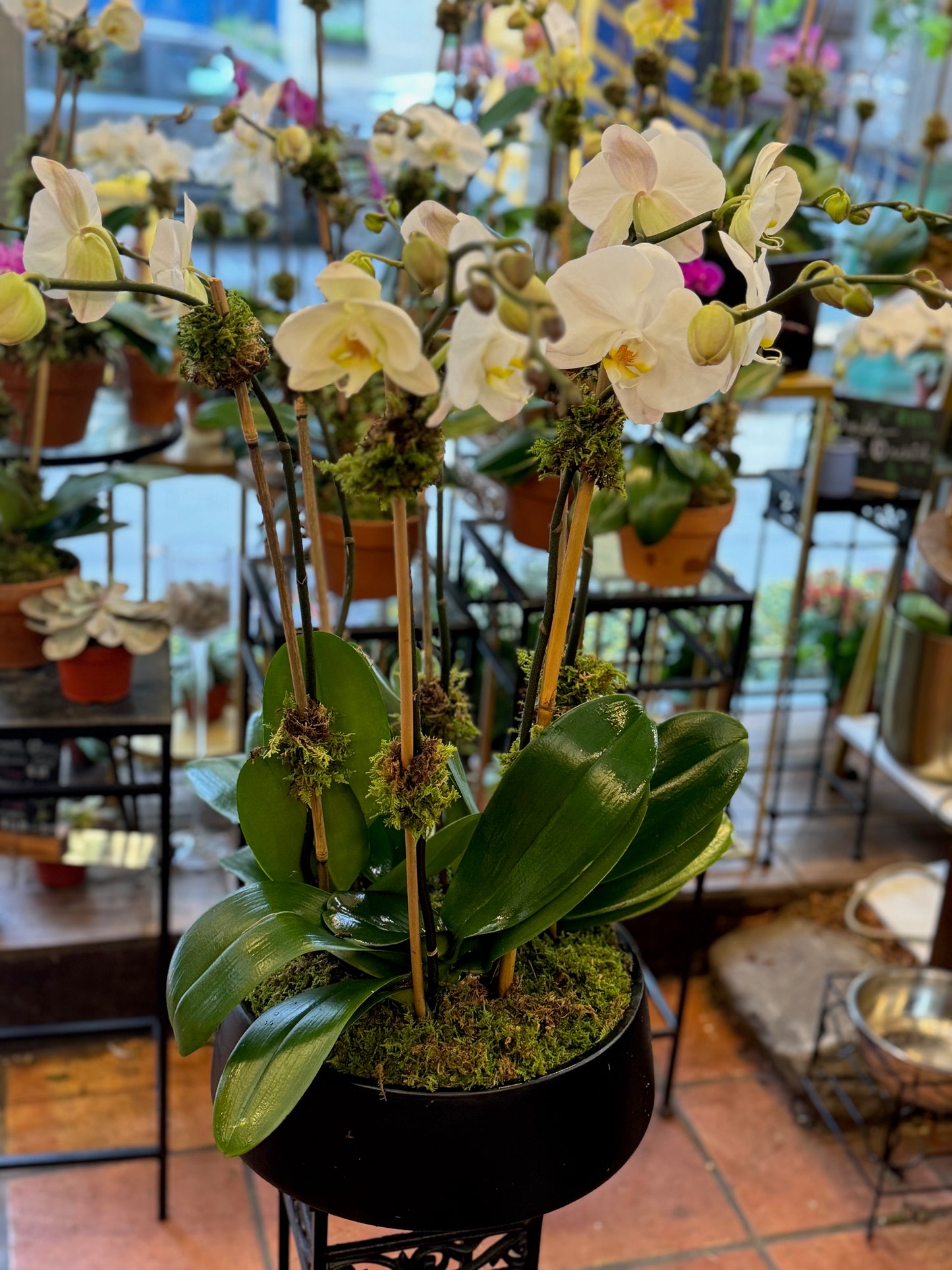 Orchids in Decorative Planter: close view of white phalaenopsis blooms on moss-wrapped stakes in a black planter