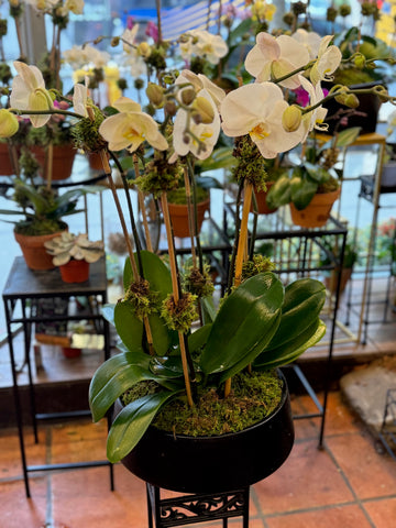 Orchids in Decorative Planter: white phalaenopsis orchids and green leaves over moss in a black bowl, side view