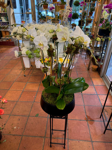 Orchids in Decorative Planter: full view of white phalaenopsis orchids in a black bowl planter on a black iron stand
