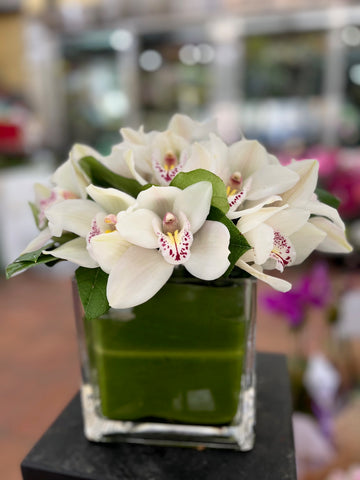 Cymbidium side view: white cymbidium orchids and green leaves in a leaf-lined glass cube on a dark stand
