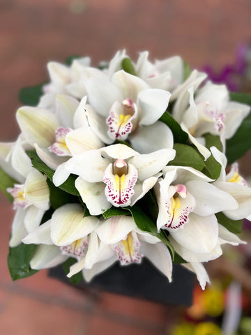 Cymbidium from above: white cymbidium orchid blooms with yellow and magenta-spotted lips among green leaves
