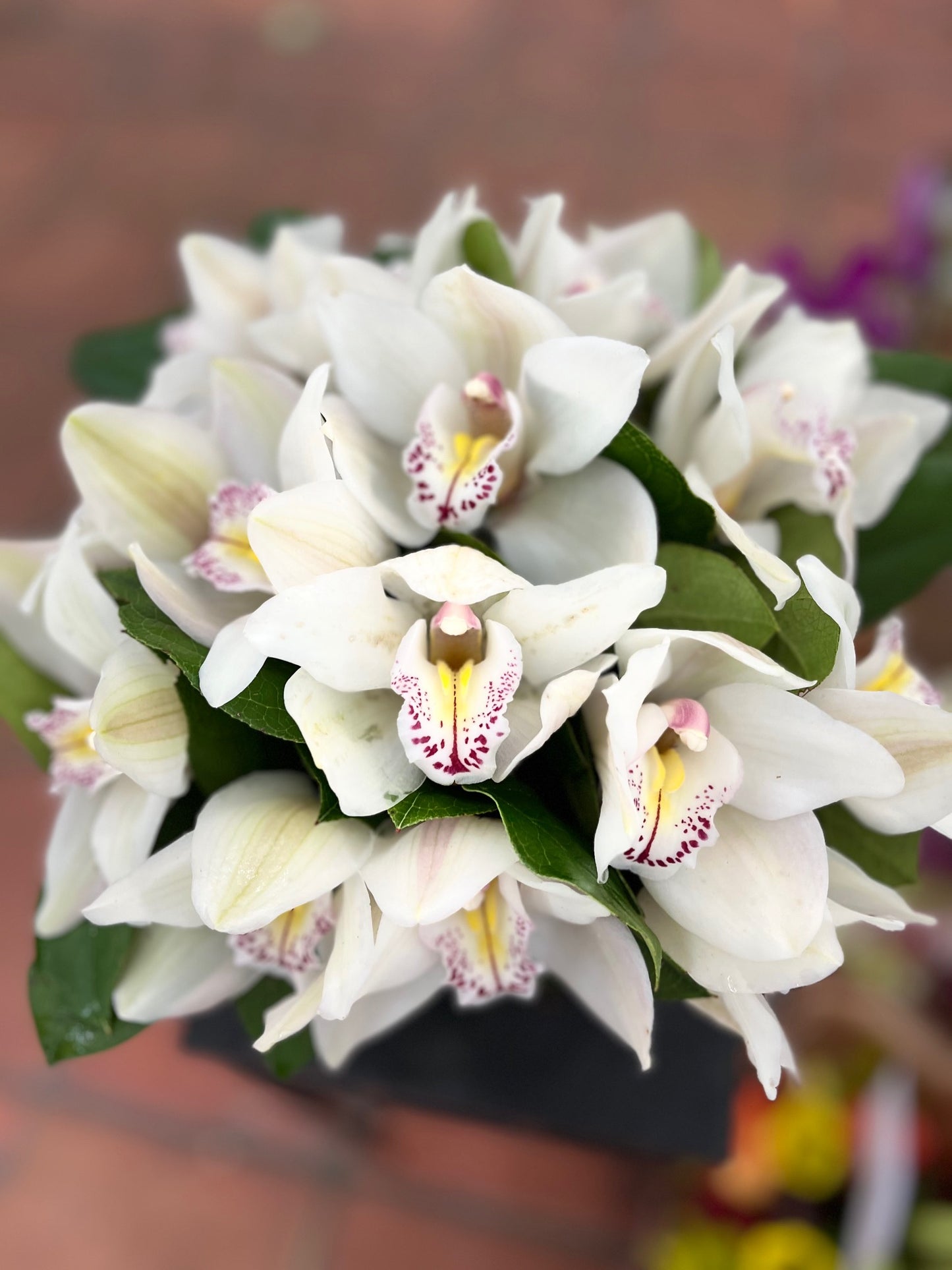 Cymbidium from above: white cymbidium orchid blooms with yellow and magenta-spotted lips among green leaves