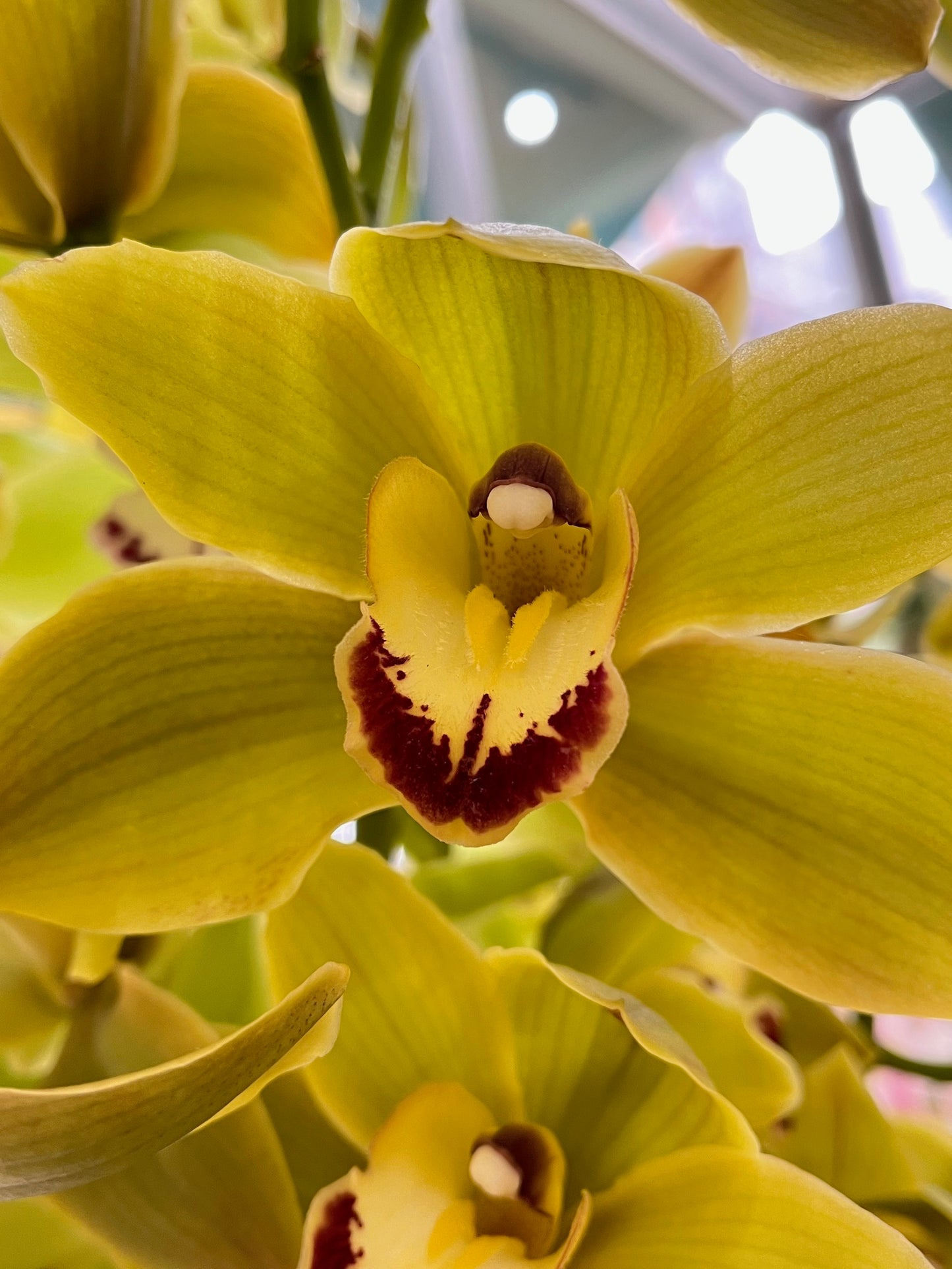 Cymbidium in Green: close-up of a chartreuse green cymbidium orchid bloom with a burgundy-marked lip