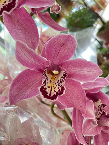 Cymbidium in Purple: close-up of a mauve-purple cymbidium orchid bloom with a spotted burgundy lip