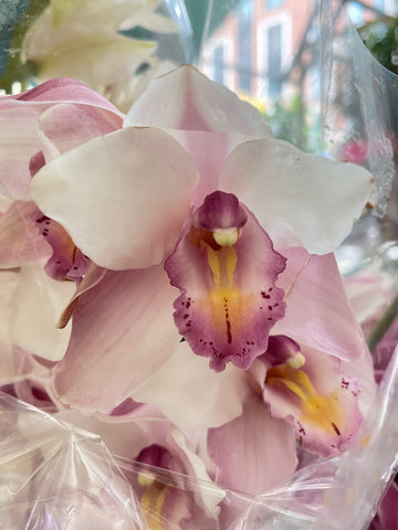 Cymbidium in Pink/Coral Charm: close-up of a blush pink cymbidium orchid bloom with a rose-pink lip
