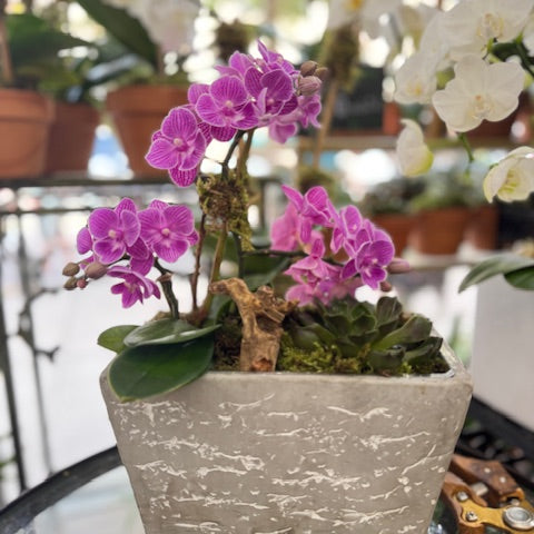 Mini orchids in decorative planter, Pink/Coral Charm: magenta mini phalaenopsis with a succulent in a textured grey planter