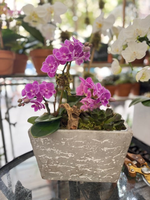 Mini orchids in decorative planter, Pink/Coral Charm: magenta mini phalaenopsis with a succulent in a textured grey planter