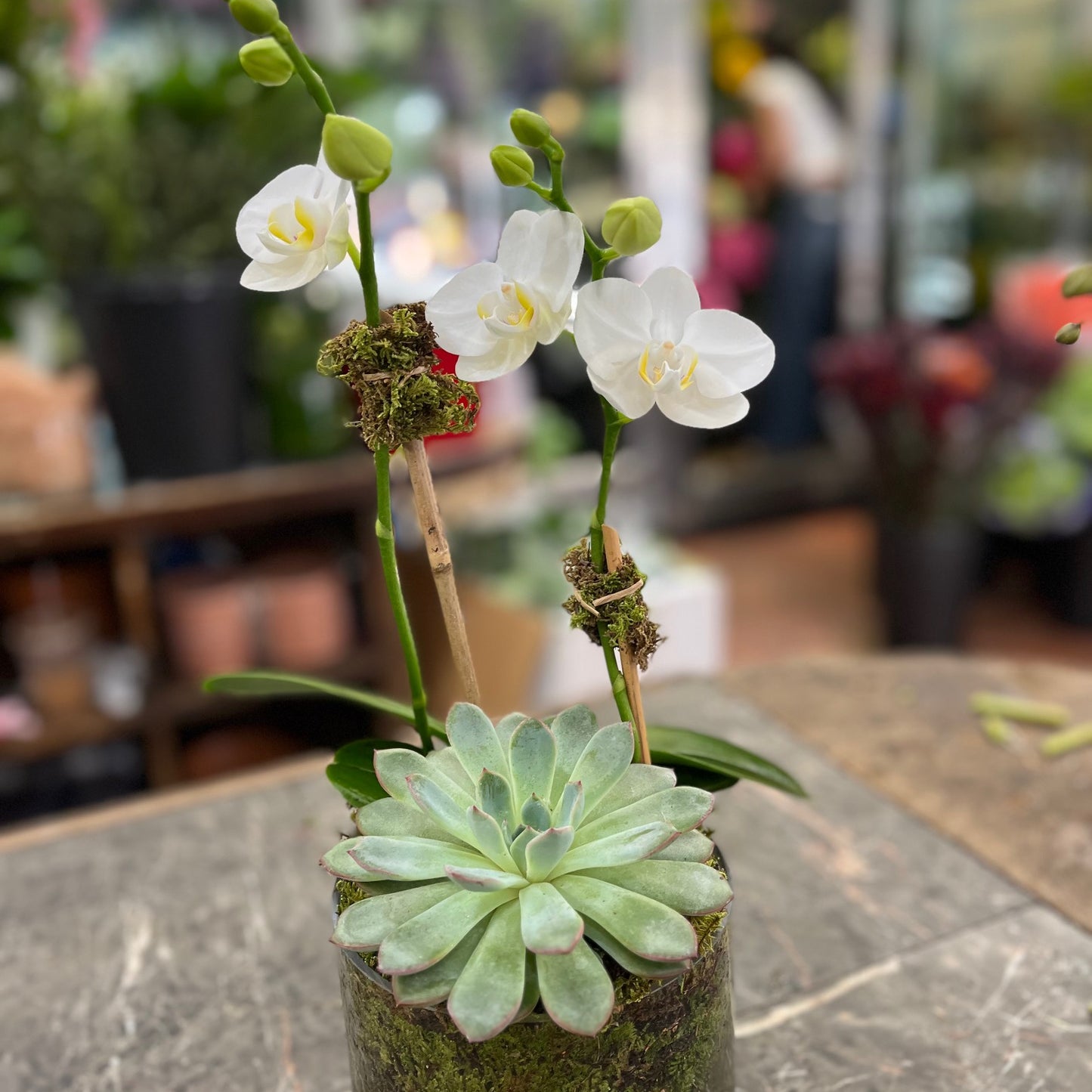 Mini Orchids with Succulent: white mini orchid with a blue-green echeveria in a moss-lined glass cylinder, close view