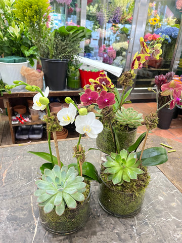 Mini Orchids with Succulent: three moss-lined glass pots of white, burgundy, yellow and pink mini orchids in the shop
