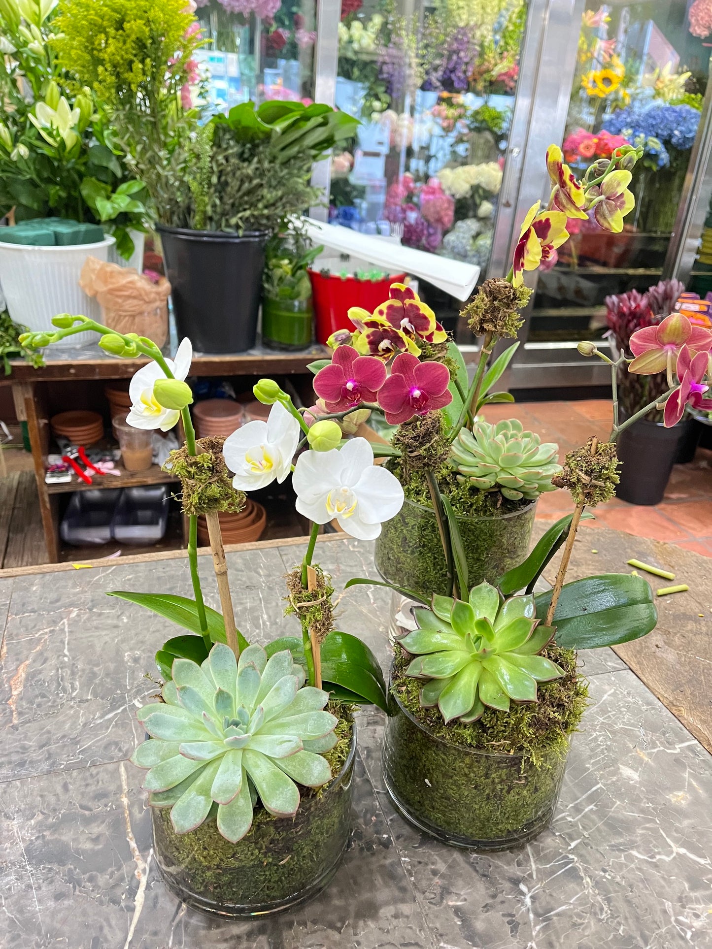 Mini Orchids with Succulent: three moss-lined glass pots of white, burgundy, yellow and pink mini orchids in the shop