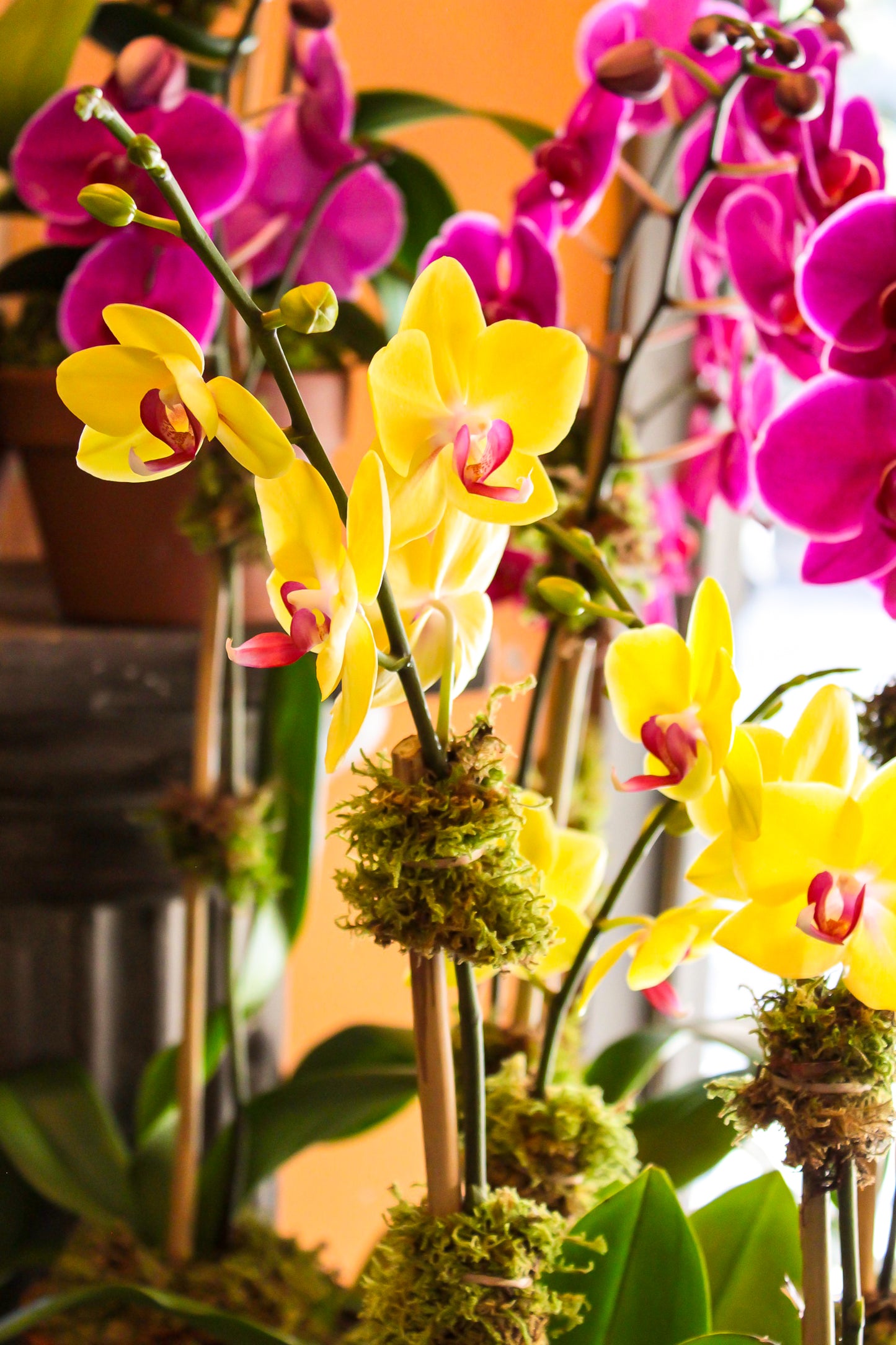 Triple Orchid in yellow: yellow Phalaenopsis flowers with magenta centers on moss-wrapped stakes, fuchsia orchids behind