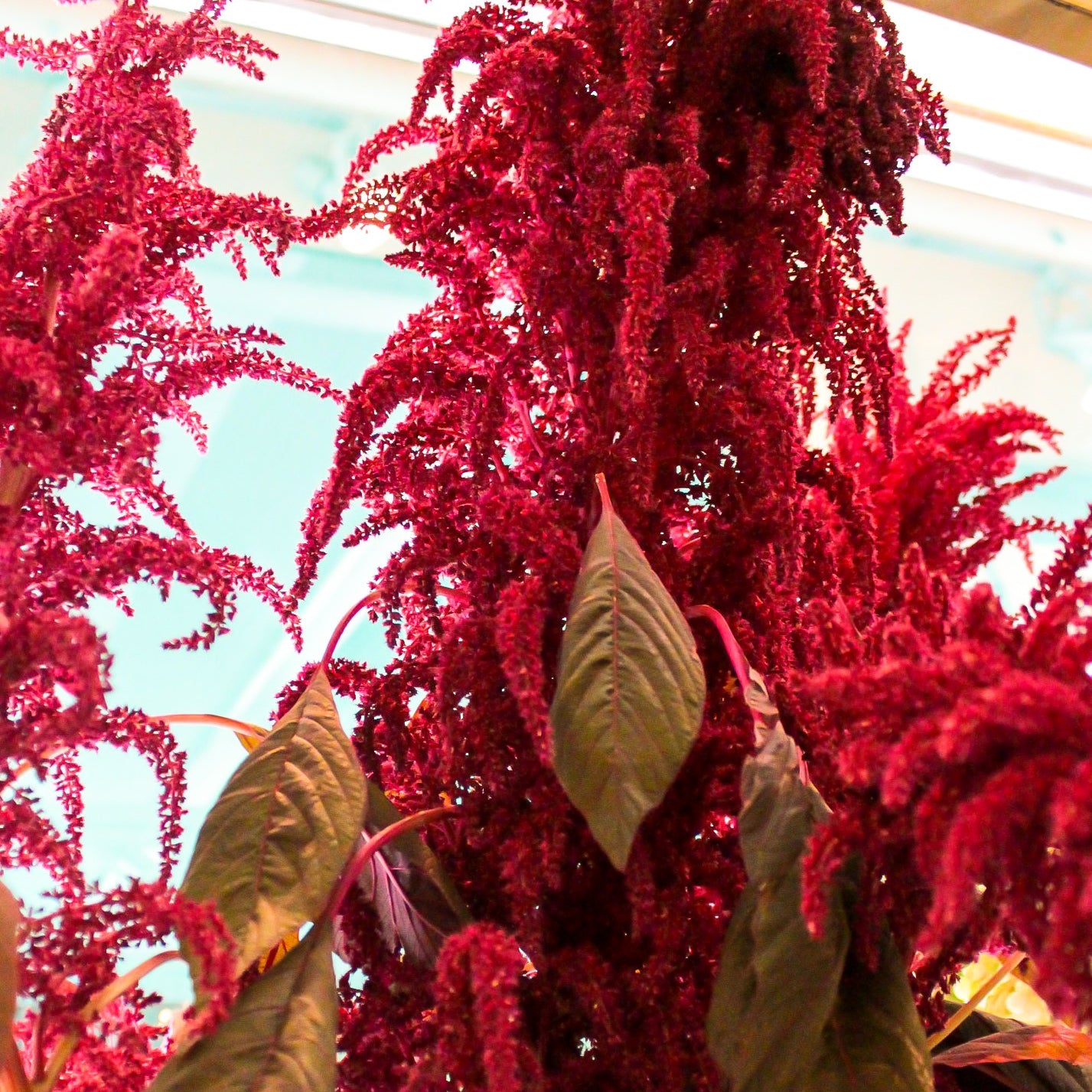 Jerome's - Adore me seasonal sample: close-up of deep red hanging amaranthus plumes with green leaves