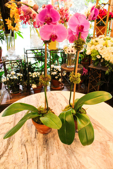 Triple Orchid in purple-pink: two pink Phalaenopsis plants with magenta centers in terracotta clay pots on a marble table