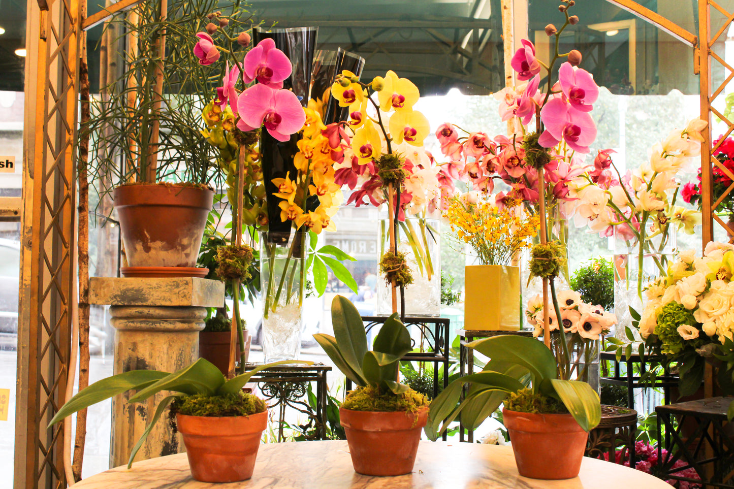 Orchid in yellow: a yellow Phalaenopsis between two fuchsia-pink ones, each in a terracotta clay pot, in the shop