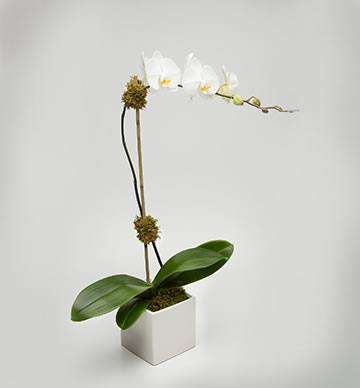 
                  
                    Orchid with Glass vessal
                  
                