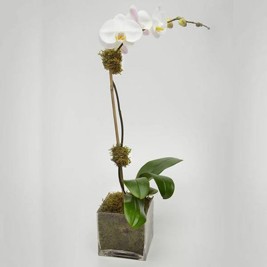 Orchid