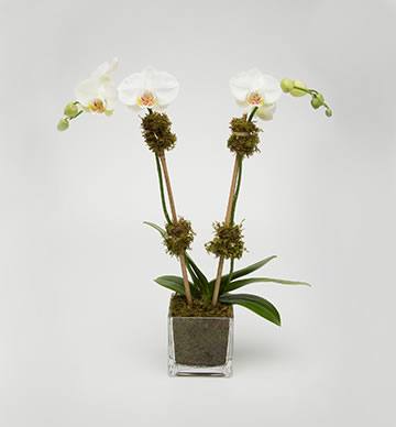 Mini Double Orchid: two white Phalaenopsis stems with moss accents in a small moss-lined glass cube