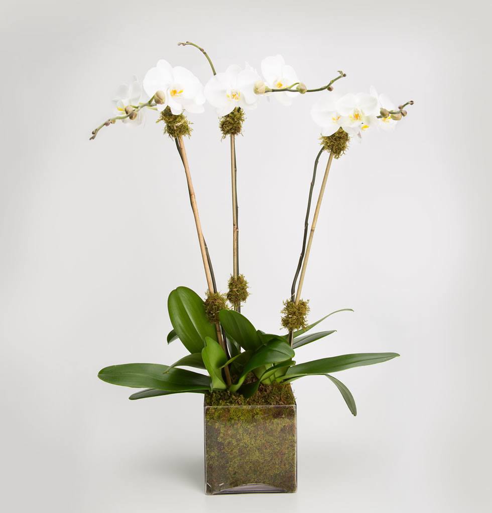 Triple Orchid in white: three white Phalaenopsis stems with moss accents in a moss-lined glass cube
