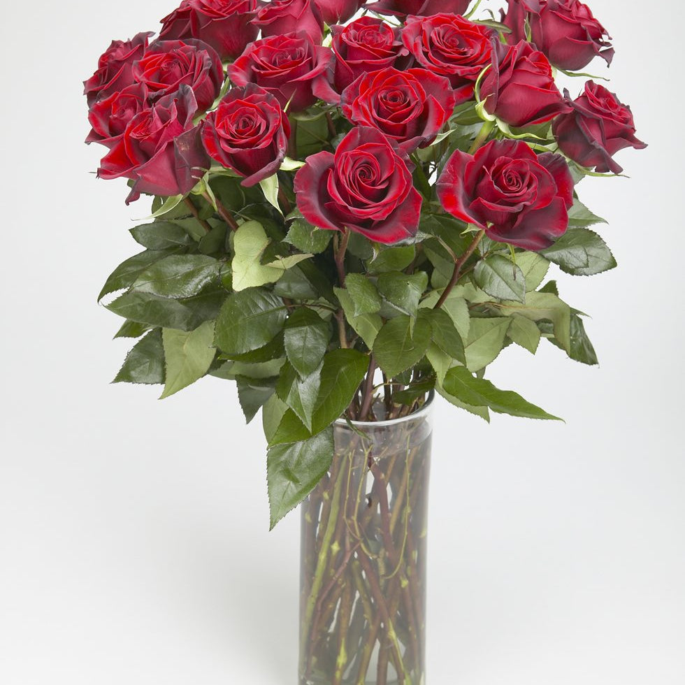 Red Explorer Roses, deep red long-stem roses with rose foliage in a tall clear glass cylinder vase