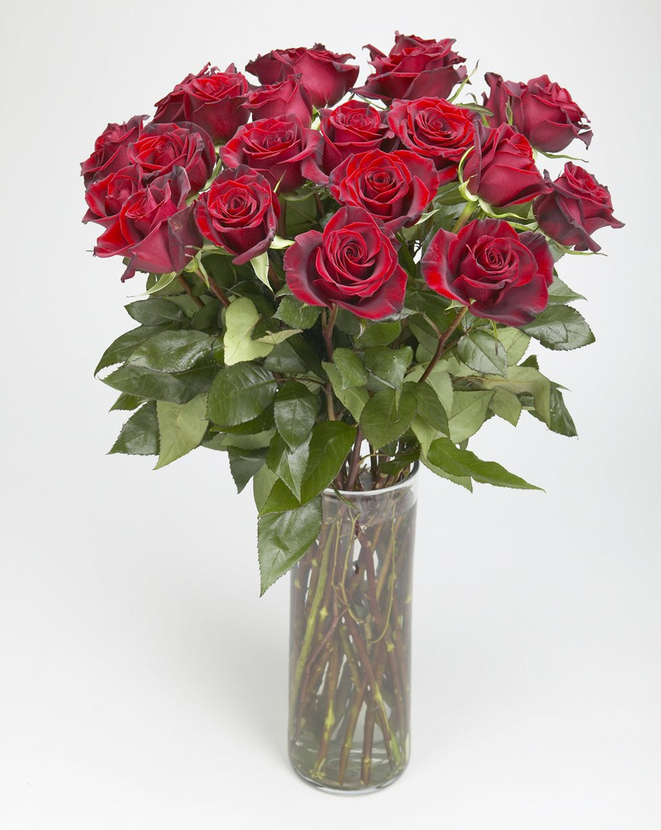 紅玫瑰 愛戀紅玫瑰花束11朵| 玉屋TAMAYA
