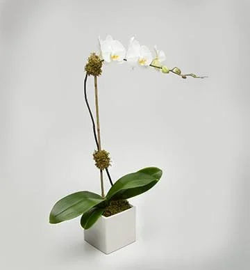 Mini Orchid in Clear Glass Cube