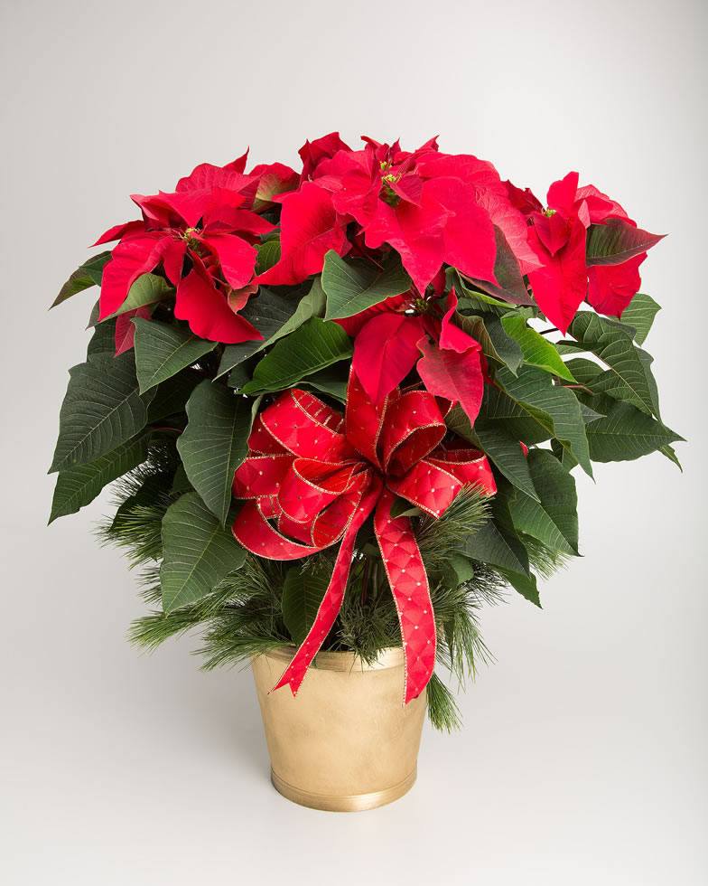 Red poinsettia plant in a pot