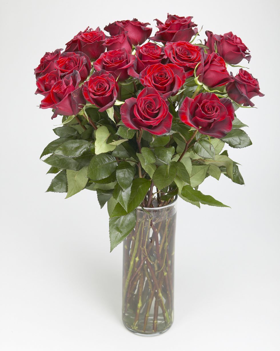 Deep red Explorer roses with lush greenery in a tall glass vase