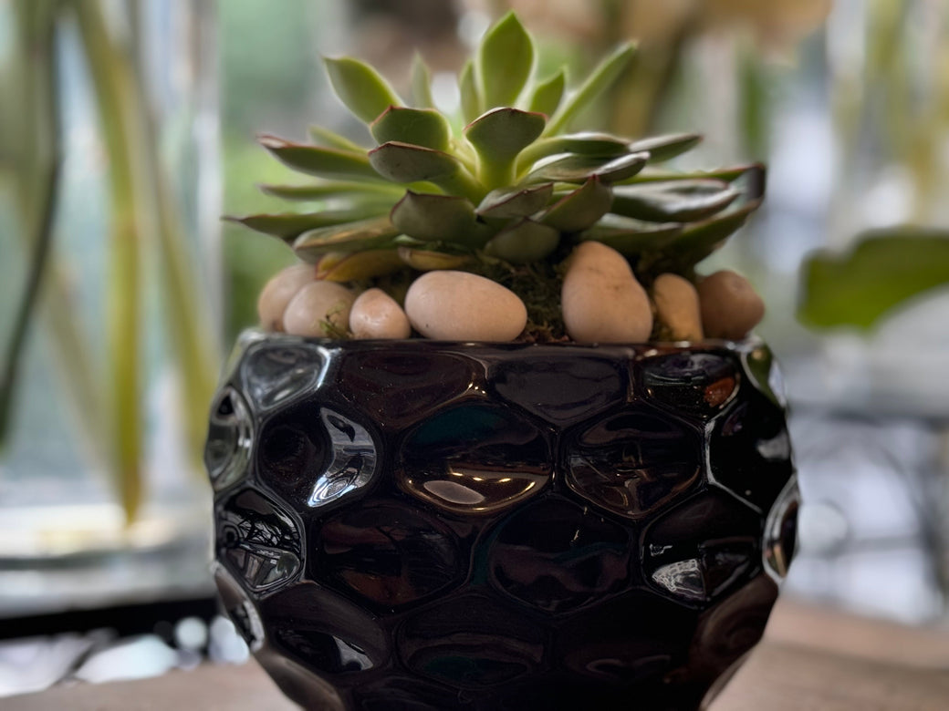 A green rosette succulent on pale river stones in a glossy black faceted pot