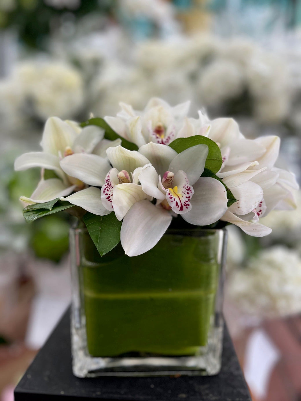 White cymbidium orchid blooms arranged in a leaf-lined glass cube