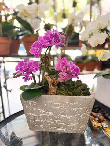 
                    
                      Mini orchids in decorative planter: pink mini orchids and a green succulent in a grey stone-look planter, alternate view
                    
                  