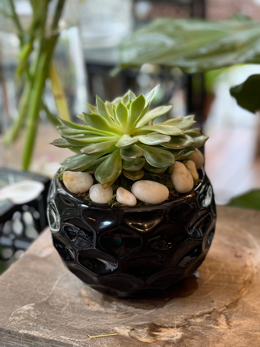 bowl for plants Succulent Bowl: Low-Maintenance Greenery for Home or Office – Jerome  Florists Inc