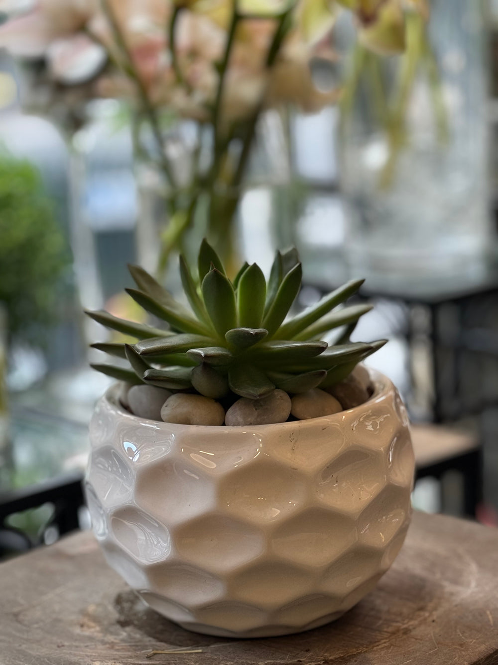 Succulent Bowl: Low-Maintenance Greenery for Home or Office – Jerome  Florists Inc