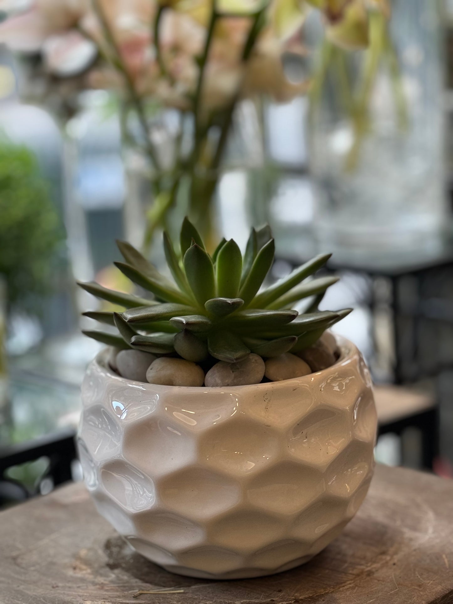 buy succulent bowl Succulent Bowl: Low-Maintenance Greenery for Home or Office – Jerome Florists Inc