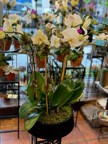 
                    
                      Orchids in Decorative Planter: close view of white phalaenopsis blooms on moss-wrapped stakes in a black planter
                    
                  