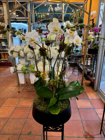 
                    
                      Orchids in Decorative Planter: tall white phalaenopsis orchid plants in a black planter on a stand in the shop
                    
                  