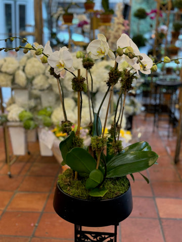 
                    
                      Orchids in Decorative Planter: white phalaenopsis orchids with moss in a black bowl, white hydrangeas behind
                    
                  