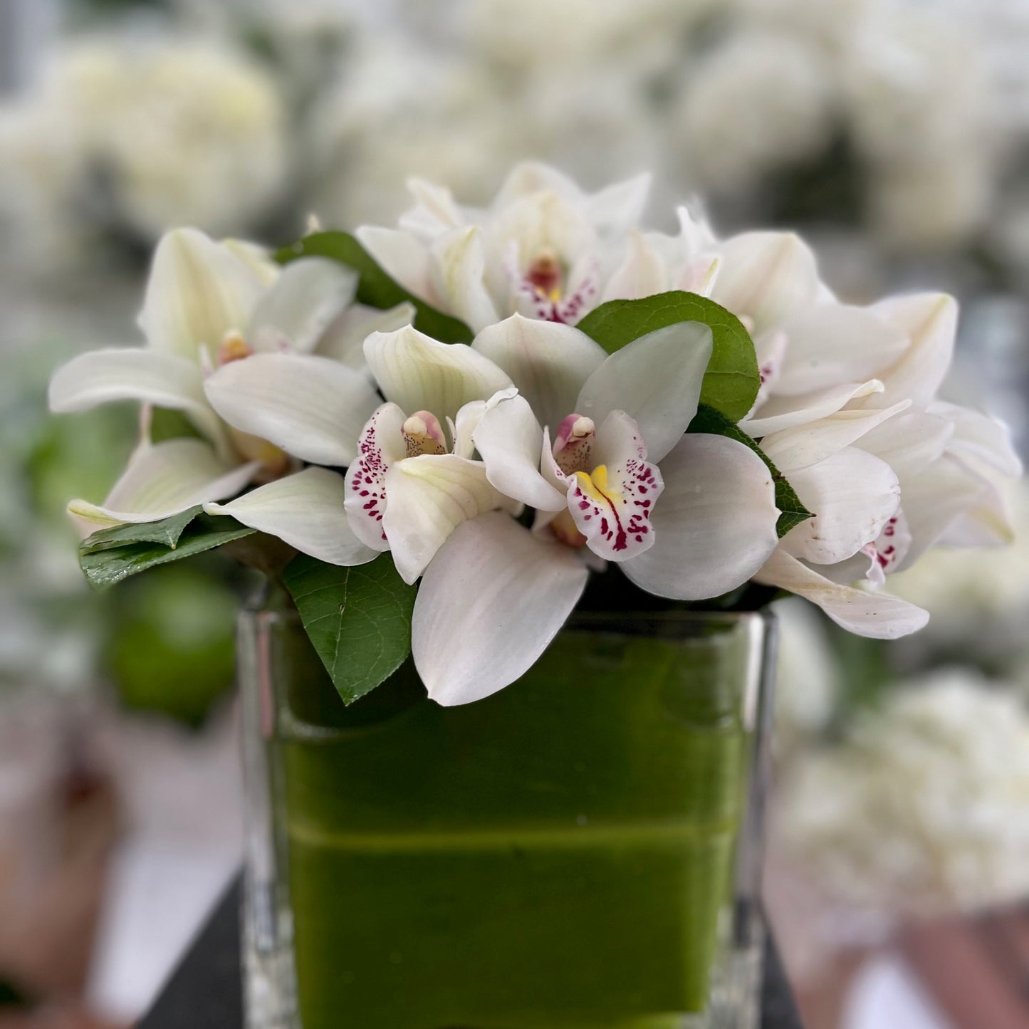 Cymbidium: white cymbidium orchids with magenta-spotted lips set low in a leaf-lined glass cube