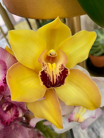 
                    
                      Cymbidium in Yellow: close-up of a golden yellow cymbidium orchid bloom with a deep red lip
                    
                  