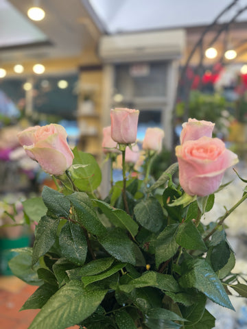 
                    
                      Pink Roses, medium size, close-up of light pink rose heads with greenery
                    
                  