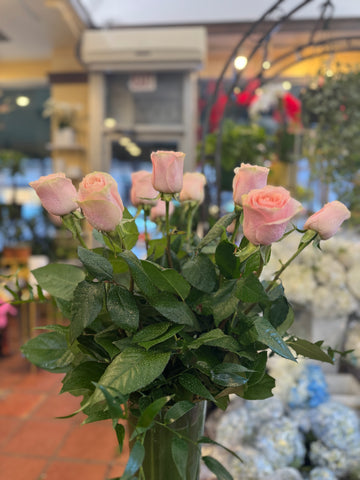
                    
                      Pink Roses, small size, close-up of light pink roses and glossy greenery
                    
                  