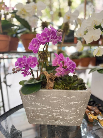 
                    
                      Mini orchids in decorative planter, Pink/Coral Charm: magenta mini phalaenopsis with a succulent in a textured grey planter
                    
                  