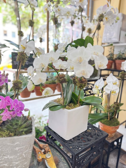 White orchid plant in a pot on a black stand with blurred background