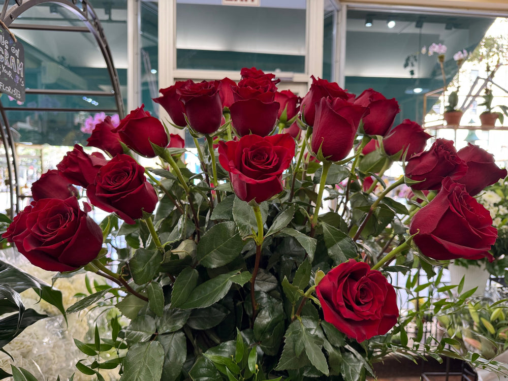 
                  
                    Red Explorer Roses
                  
                