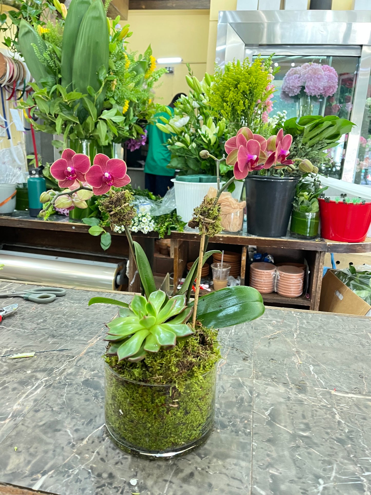 
                  
                    Mini Orchids with Succulent
                  
                