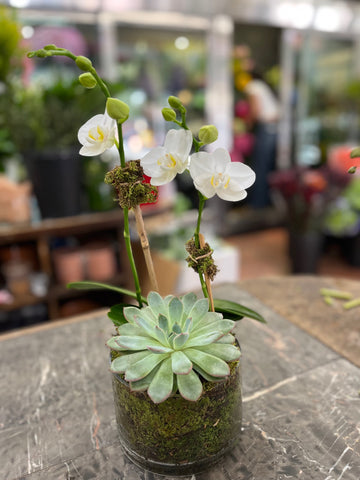 
                    
                      Mini Orchids with Succulent: white mini orchid with a blue-green echeveria in a moss-lined glass cylinder, close view
                    
                  