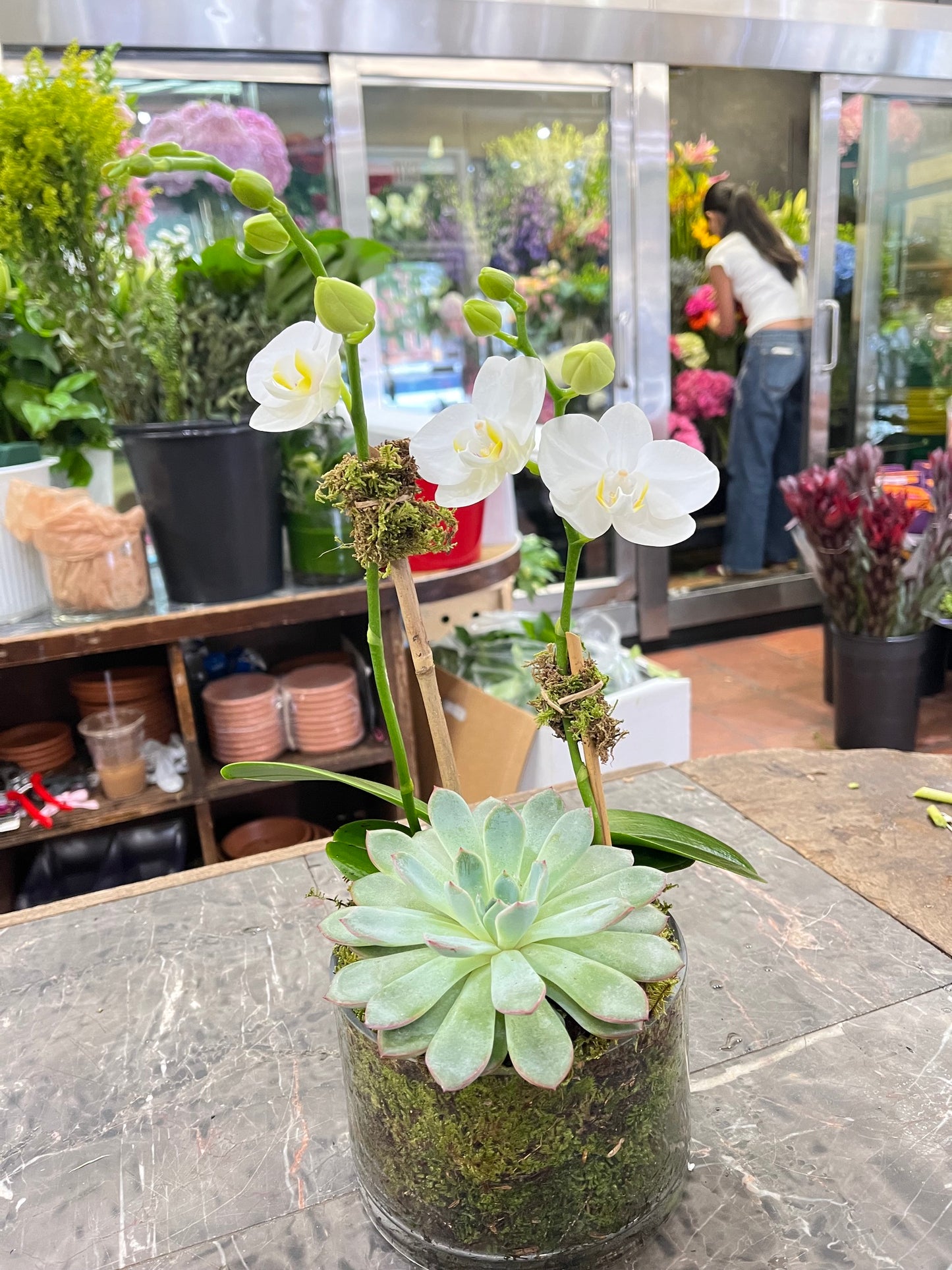 
                  
                    Mini Orchids with Succulent
                  
                